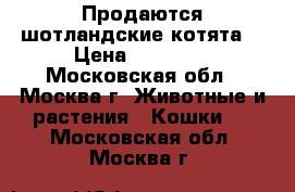 Продаются шотландские котята  › Цена ­ 15 000 - Московская обл., Москва г. Животные и растения » Кошки   . Московская обл.,Москва г.